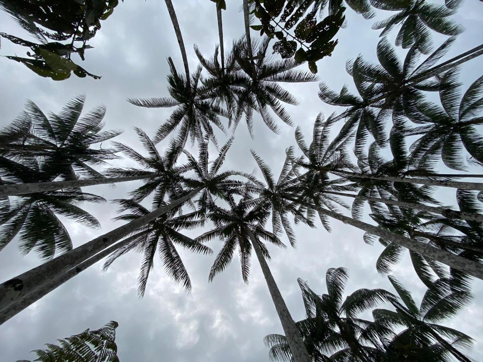 Amazon Acai Lodge Leticia Dış mekan fotoğraf